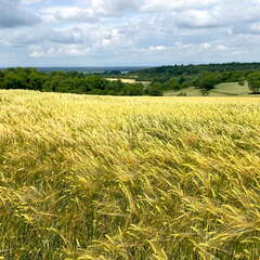 22-06-06 11-15-27 1051